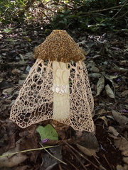 Phallus haitangensis