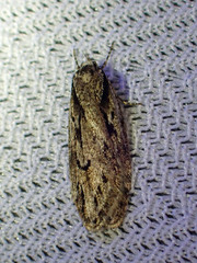 Semioscopis aurorella