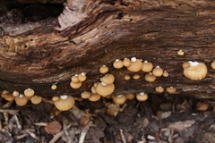 Crepidotus fulvifibrillosus