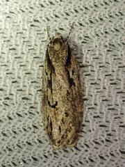Semioscopis aurorella