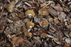 Crepidotus fulvifibrillosus
