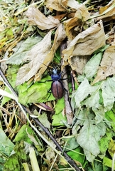 Carabus schoenherri