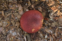 Butyriboletus loyo