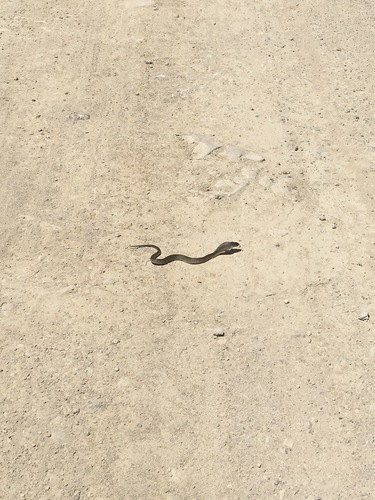 Indo-Chinese Spitting Cobra, Naja siamensis