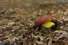 Butyriboletus loyo