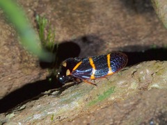 Trichoscarta octonotata