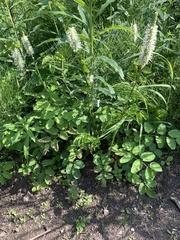 Sanguisorba stipulata