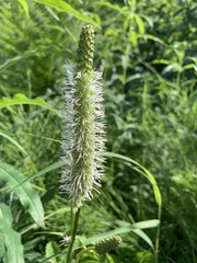 Sanguisorba stipulata