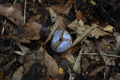 Cortinarius holojanthinus