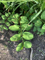 Sanguisorba stipulata