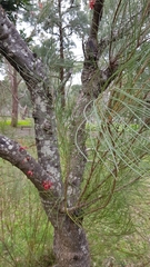 Hakea orthorrhyncha