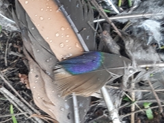 Phaps elegans