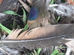 Phaps elegans