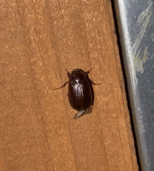Serica atracapilla