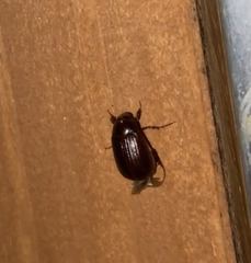 Serica atracapilla