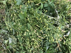 Camelina