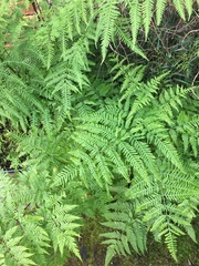 Pteris tremula