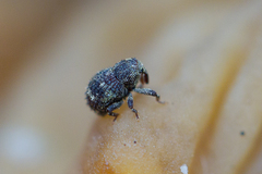 Acalles echinatus