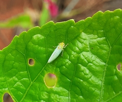 Cicadella