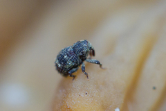 Acalles echinatus