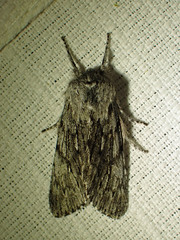 Brachionycha borealis