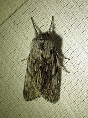 Brachionycha borealis