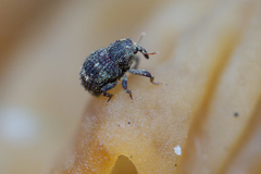 Acalles echinatus