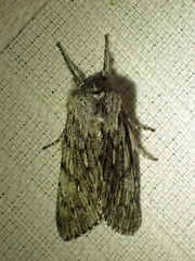 Brachionycha borealis