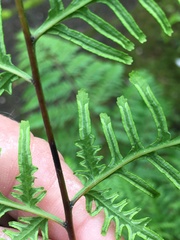 Pteris tremula
