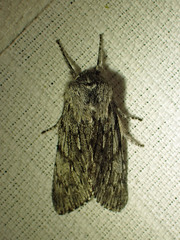 Brachionycha borealis