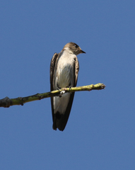 Stelgidopteryx serripennis ridgwayi