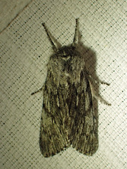 Brachionycha borealis