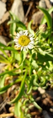Erigeron morrisonensis morrisonensis