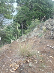 Rytidosperma clavatum