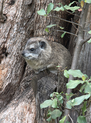 Dendrohyrax arboreus