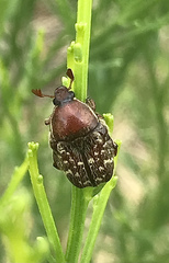 Euphoria leucographa