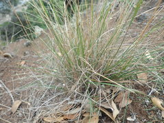 Rytidosperma clavatum