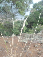 Rytidosperma clavatum