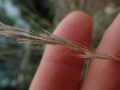 Rytidosperma clavatum