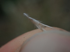 Rytidosperma clavatum