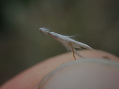 Rytidosperma clavatum