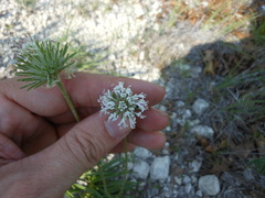 Marshallia caespitosa