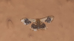 Idaea macrospila