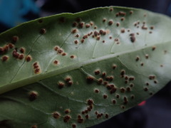 Puccinia coprosmae