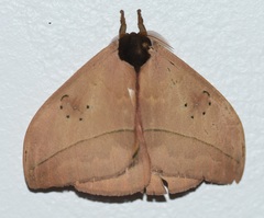 Automeris arianae