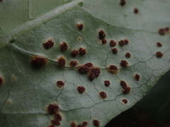 Puccinia coprosmae