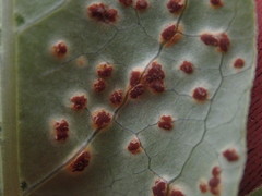Puccinia coprosmae