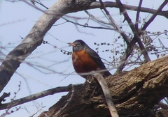 Turdus migratorius
