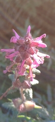 Pedicularis refracta transmorrisonensis