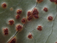 Puccinia coprosmae